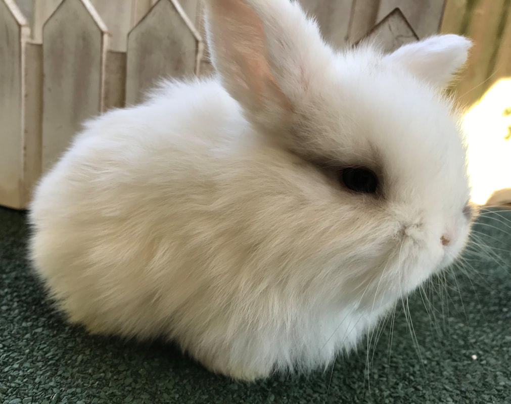 Our Bunnies & Bunnies for Sale - Wag & Paws
